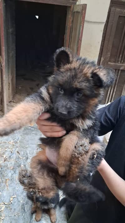 long coat puppy non pet show quaility