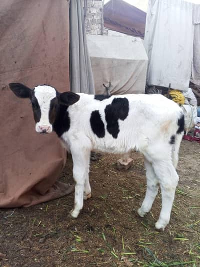 cow bachra Wacha for sale
