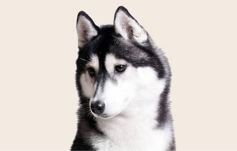 Siberian husky Odd eyes Male