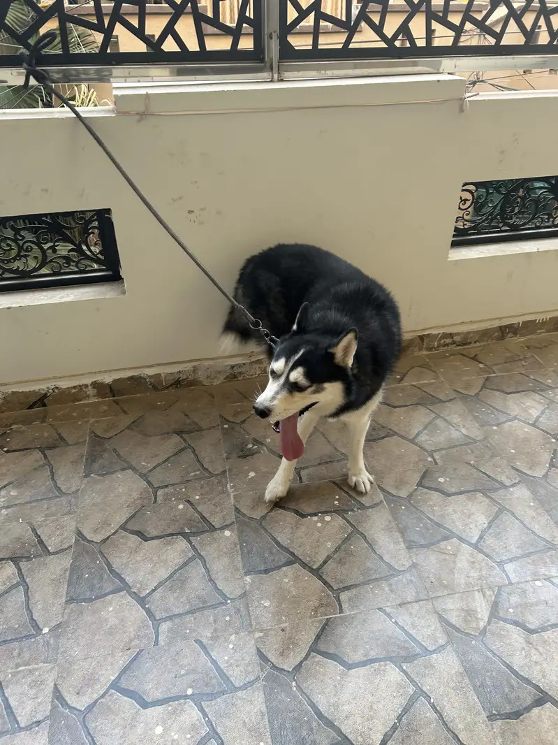 Siberian husky Odd eyes Male — photo 2