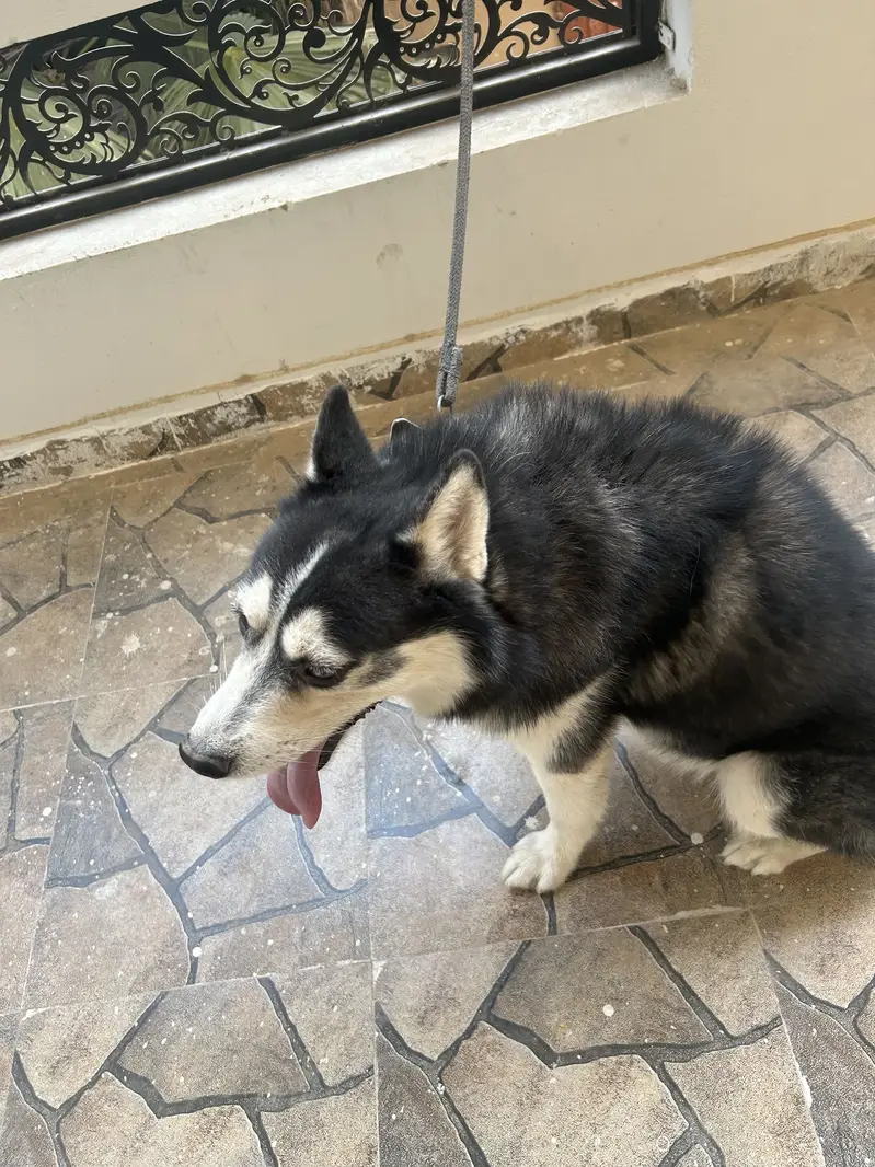 Siberian husky Odd eyes Male — photo 3