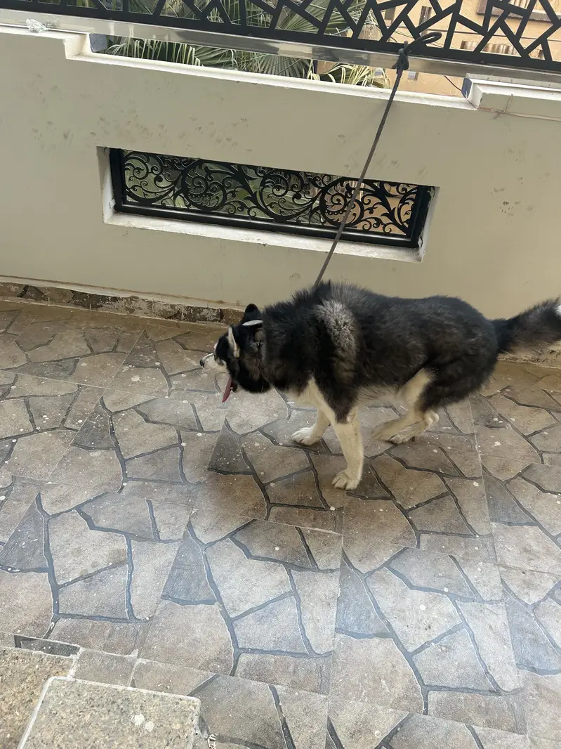 Siberian husky Odd eyes Male — photo 4