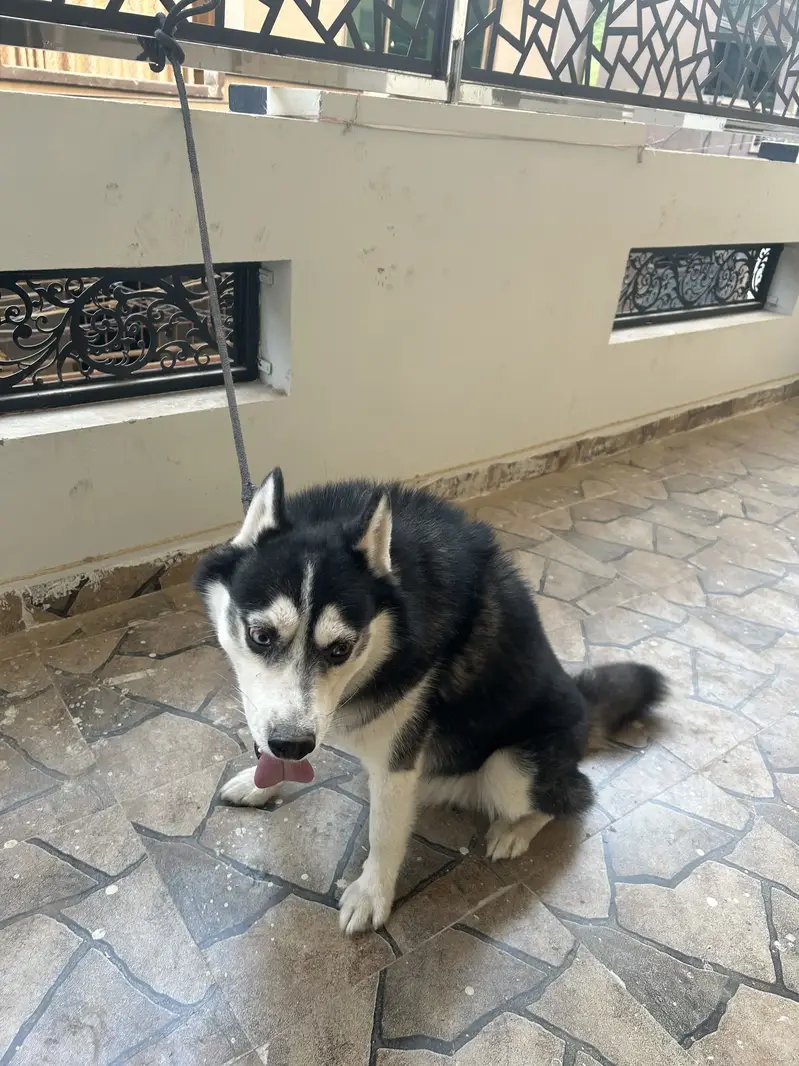 Siberian husky Odd eyes Male — photo 5