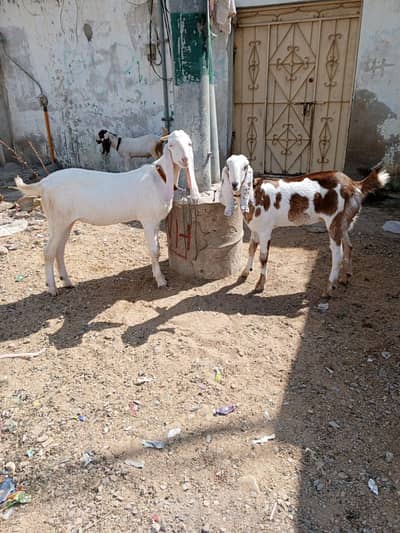 Eid ke liye heavy healthy bakra – Ghar ka pala hua – 160000 final