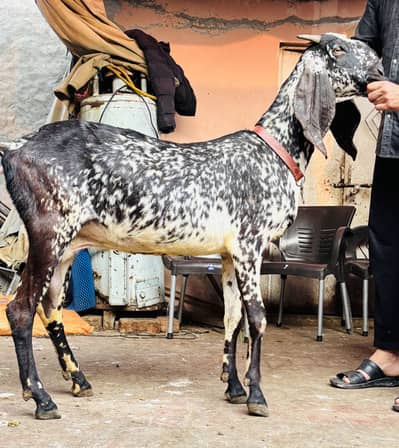 Makhi cheeni pregnent bakri 03054978053