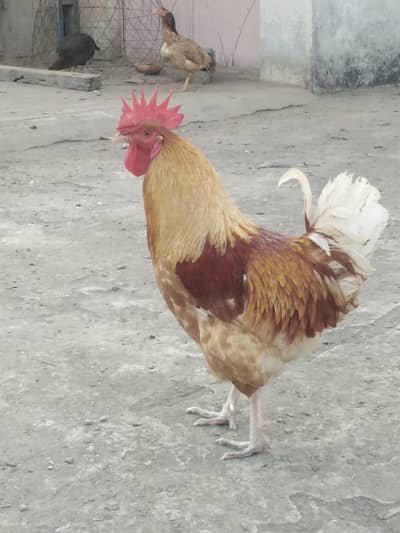 Aseel chicks and Murghian