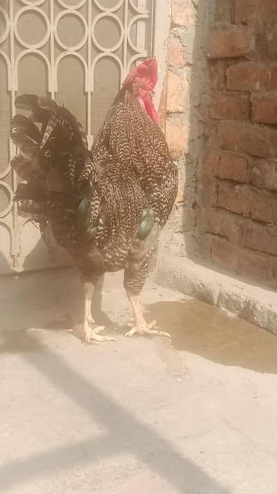 Plymouth rock murga for sale