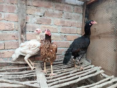 3 Aseel Egg Laying Hens for Sale in Faisalabad