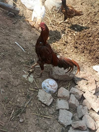 Aseel peela murga for sale in urgent