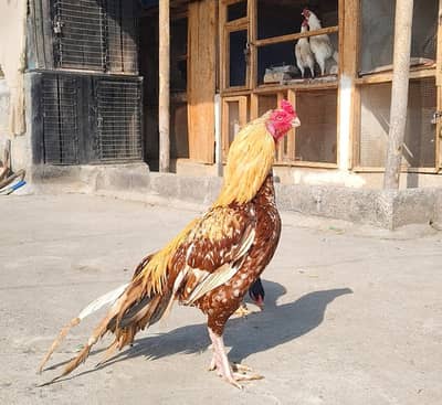 parrot beak aseel murgha for sale