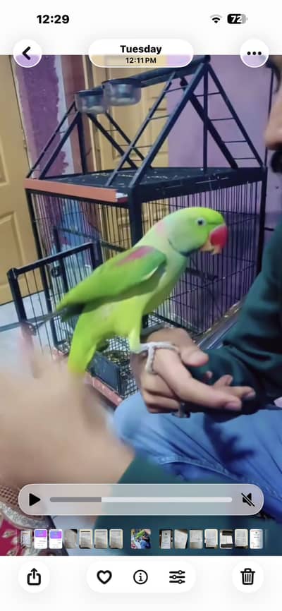 full handtame ha bite wgera bilkl b ni krta