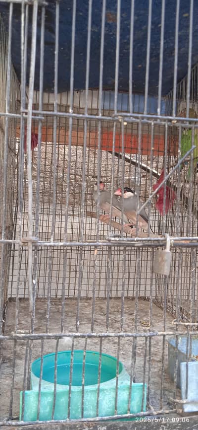 good pair for breeding