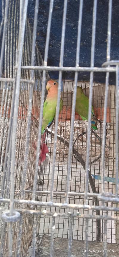 good pair for breeding