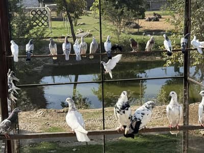 mix Kabutar / Pigeons for sale in Gujrat