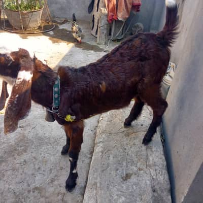 beteel bakra from sale.