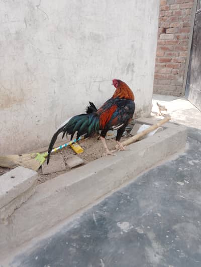 urgent sale 03234186602