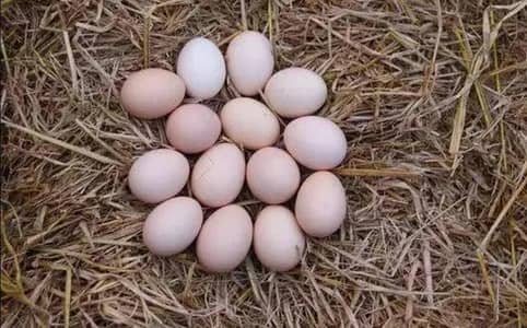 aseel eggs top quality