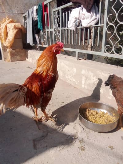 mail female Dono available hen