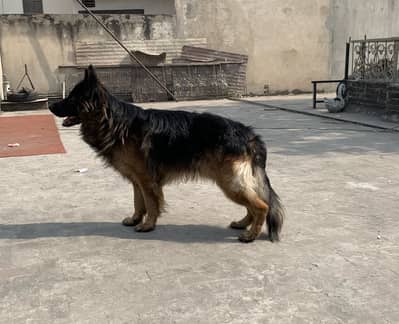 German shepherd long coat male