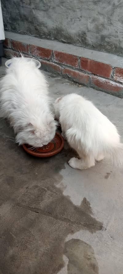 double coded persian