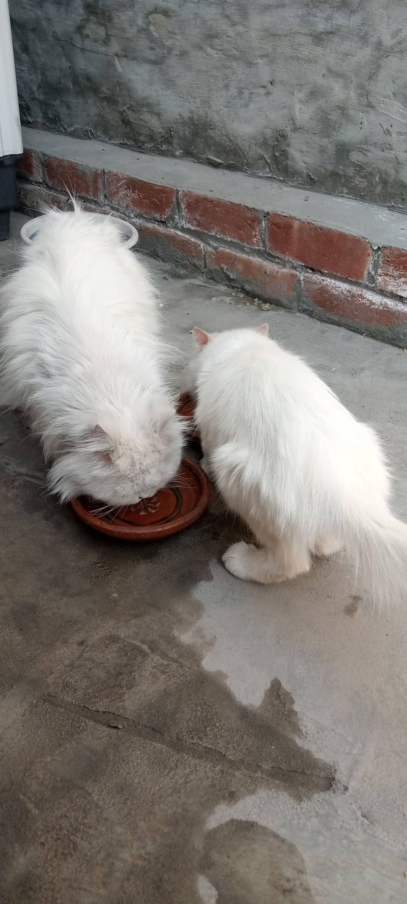 double coded persian 1