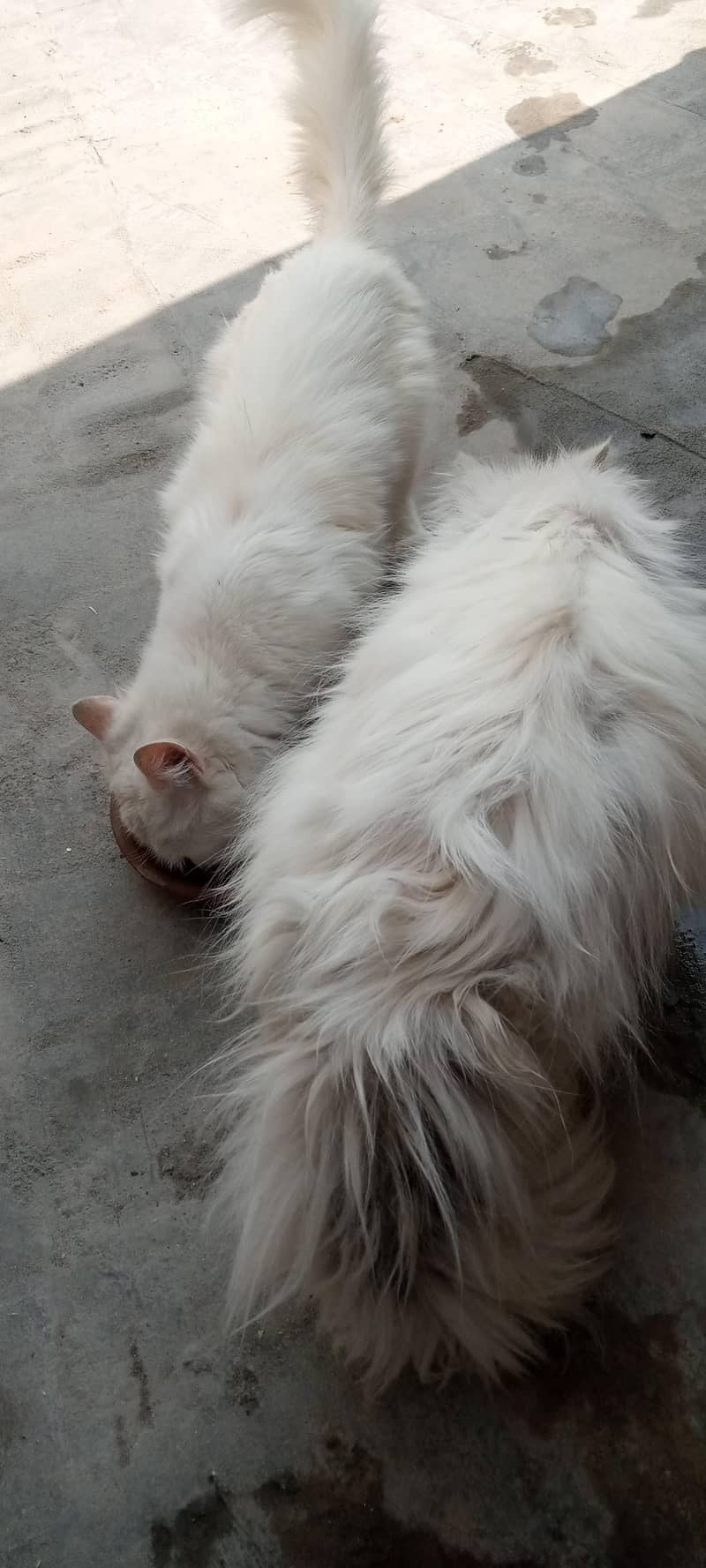 double coded persian 2