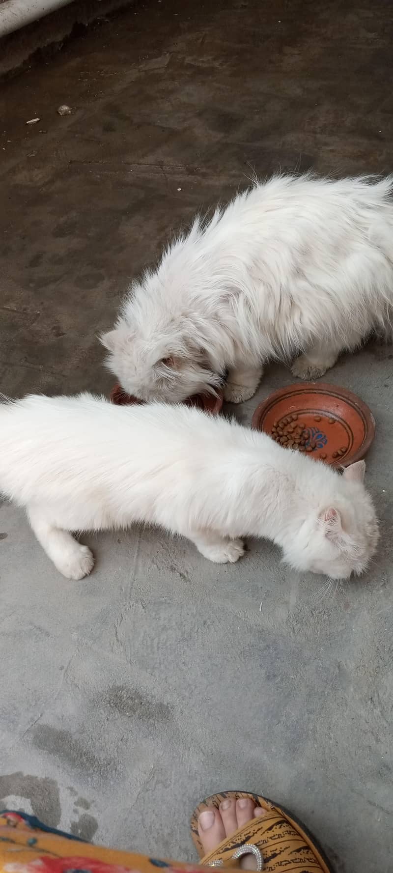 double coded persian 3