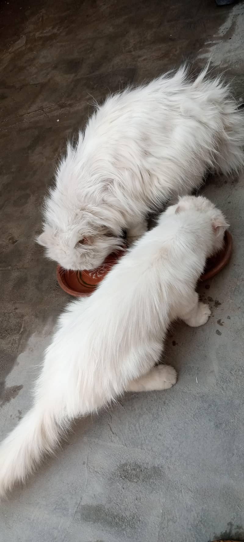 double coded persian 4