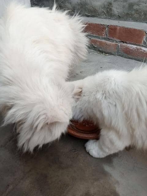 double coded persian 6