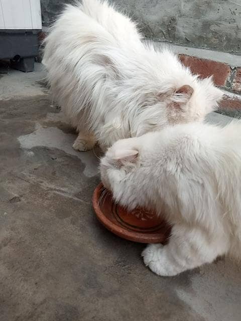 double coded persian 7