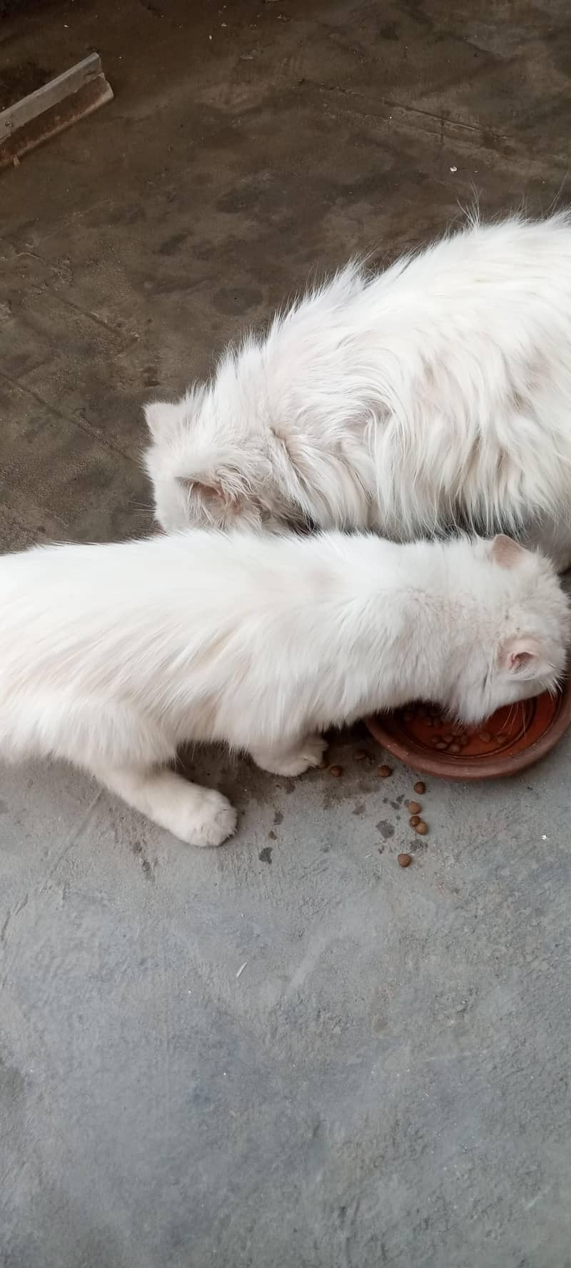 double coded persian 8