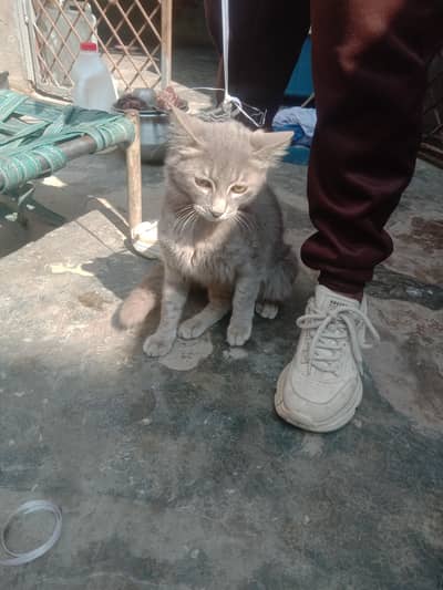 gray-silver coat cat