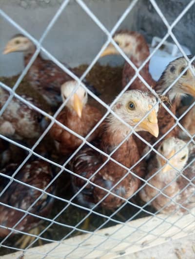 aseel chick sale 03212989467