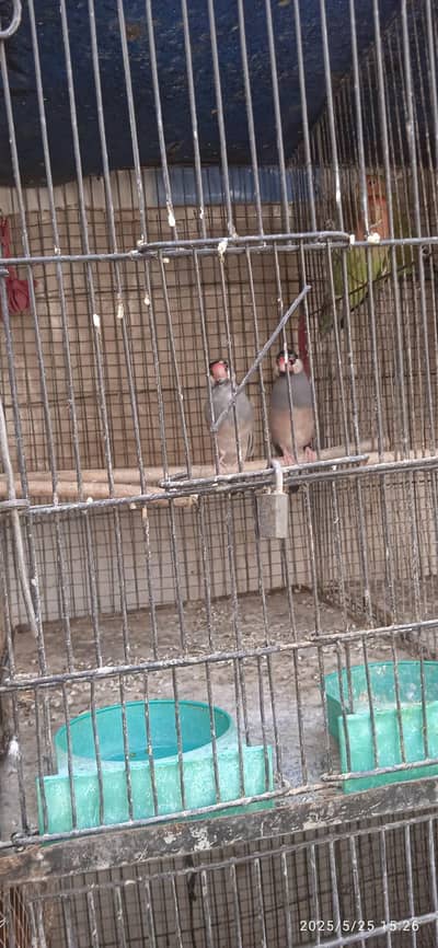 qood quality pair for breeding