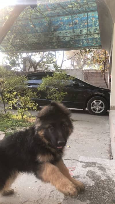 German Shepherd long coat female Black mask pup