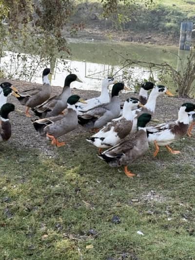 Desi batakh / Ducks / Long neck ducks / Big ducks / Goose in Gujrat