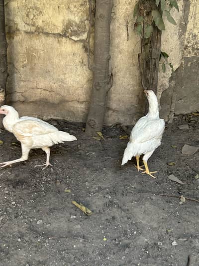 White heera 2 male 4 female white nok legs ma h top quality birds
