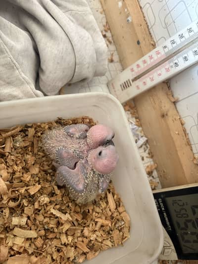 Sunconure chicks  Red factor