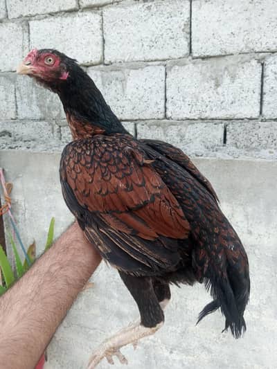 khajori peli madi available for sale