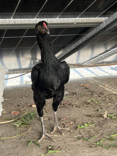 Thai Hen / Thai Aseel Hen