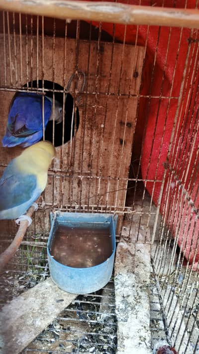 Love Bird for sale urgently