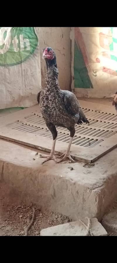 aseel hen and chicks