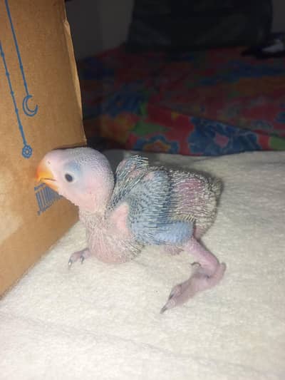Alexanderine Raw baby parrot