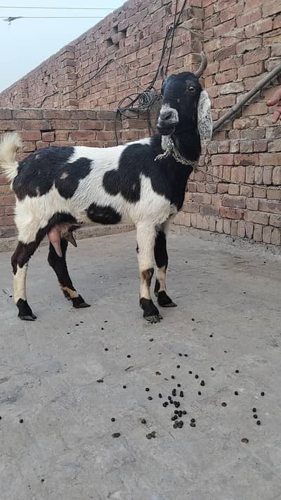 bakri urgent sale
