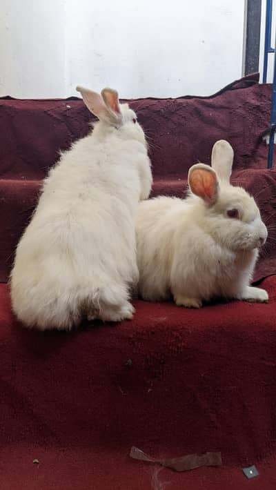 Angora Rabbits