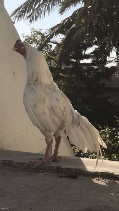 Aseel / heera / Murga / Mian Wali