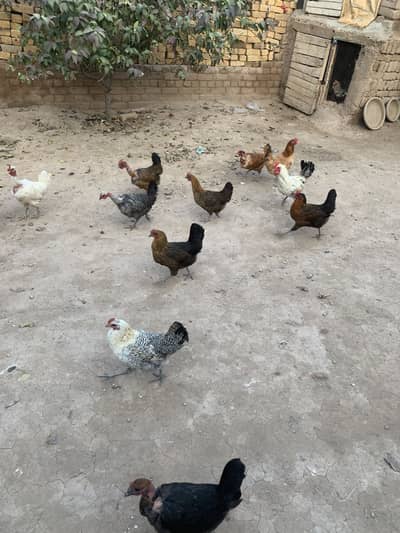 Desi hens