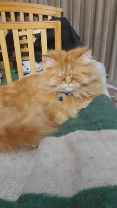 persian male cat for urgent sell whatsapp pe contact kare 03234244395