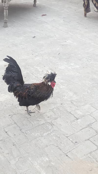 Black polish egg lyin trio for sale