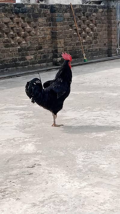 Australop male for sale